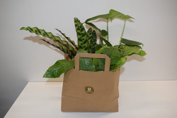 Greenbox met 3 verrassende planten
