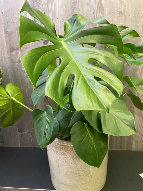 Groene kamerplant